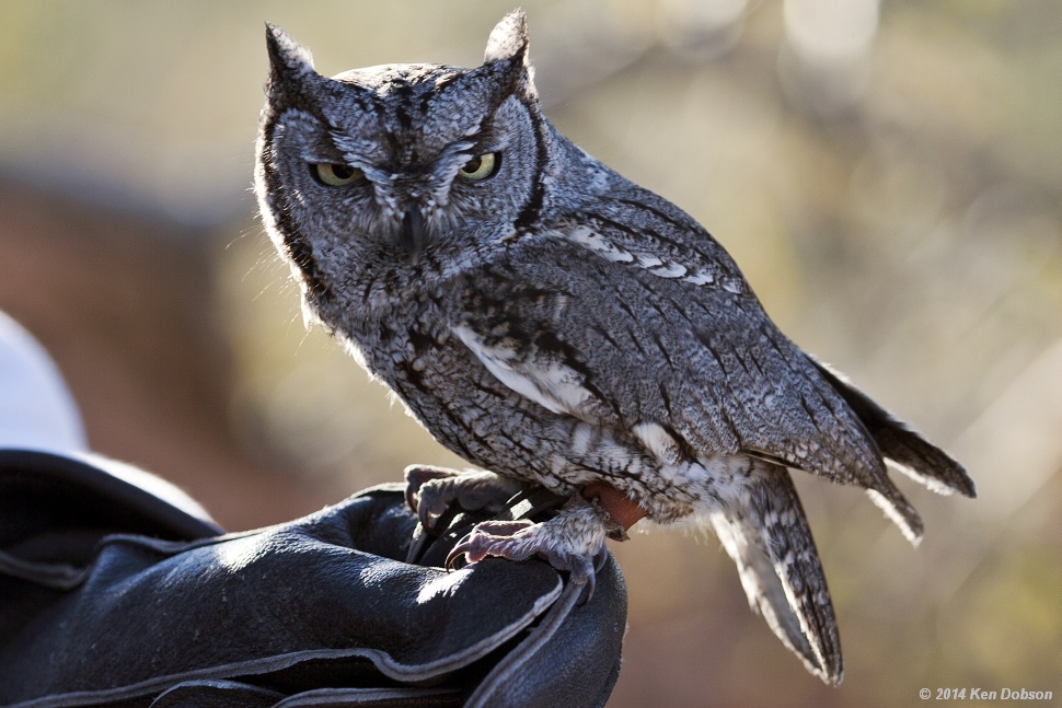 Elf Owl (Micrathene whitneyi)